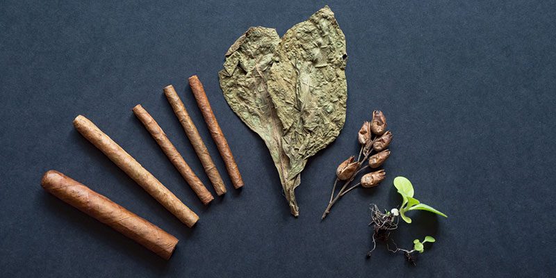 How Cigars are Made