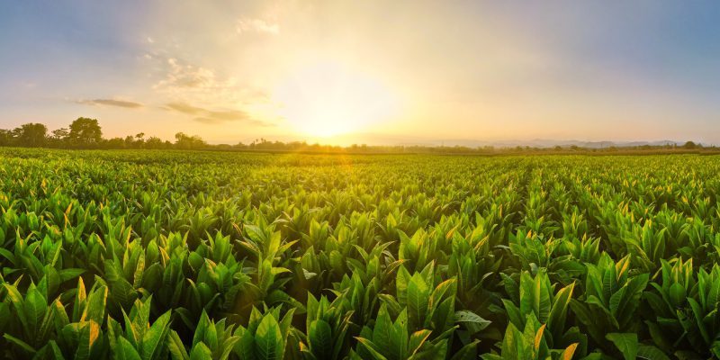 The World of Cigars: Exploring the Finest Tobacco Regions and Their Distinct Flavors